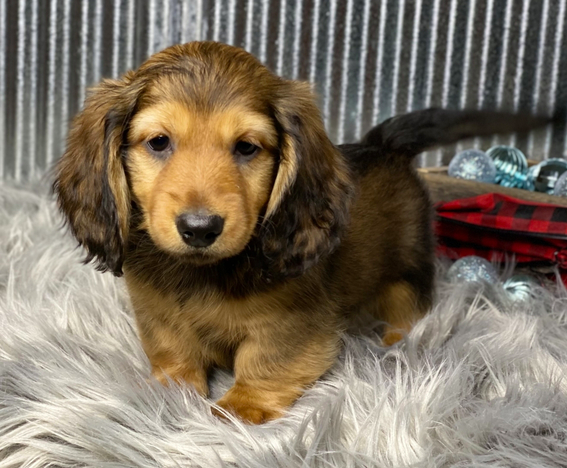 comprar cachorros sanos, baratos y asequibles para la venta